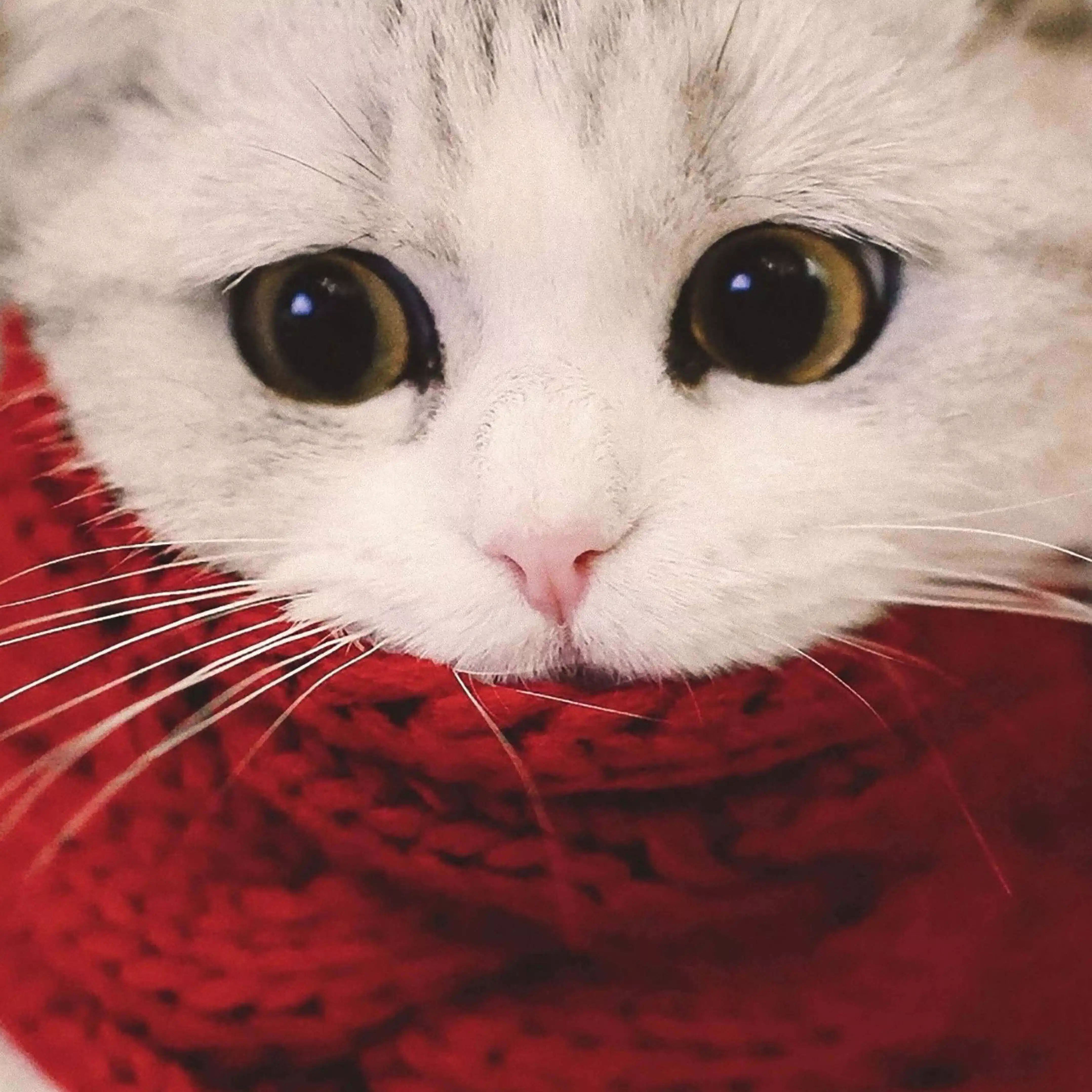 猫足三粒@高知