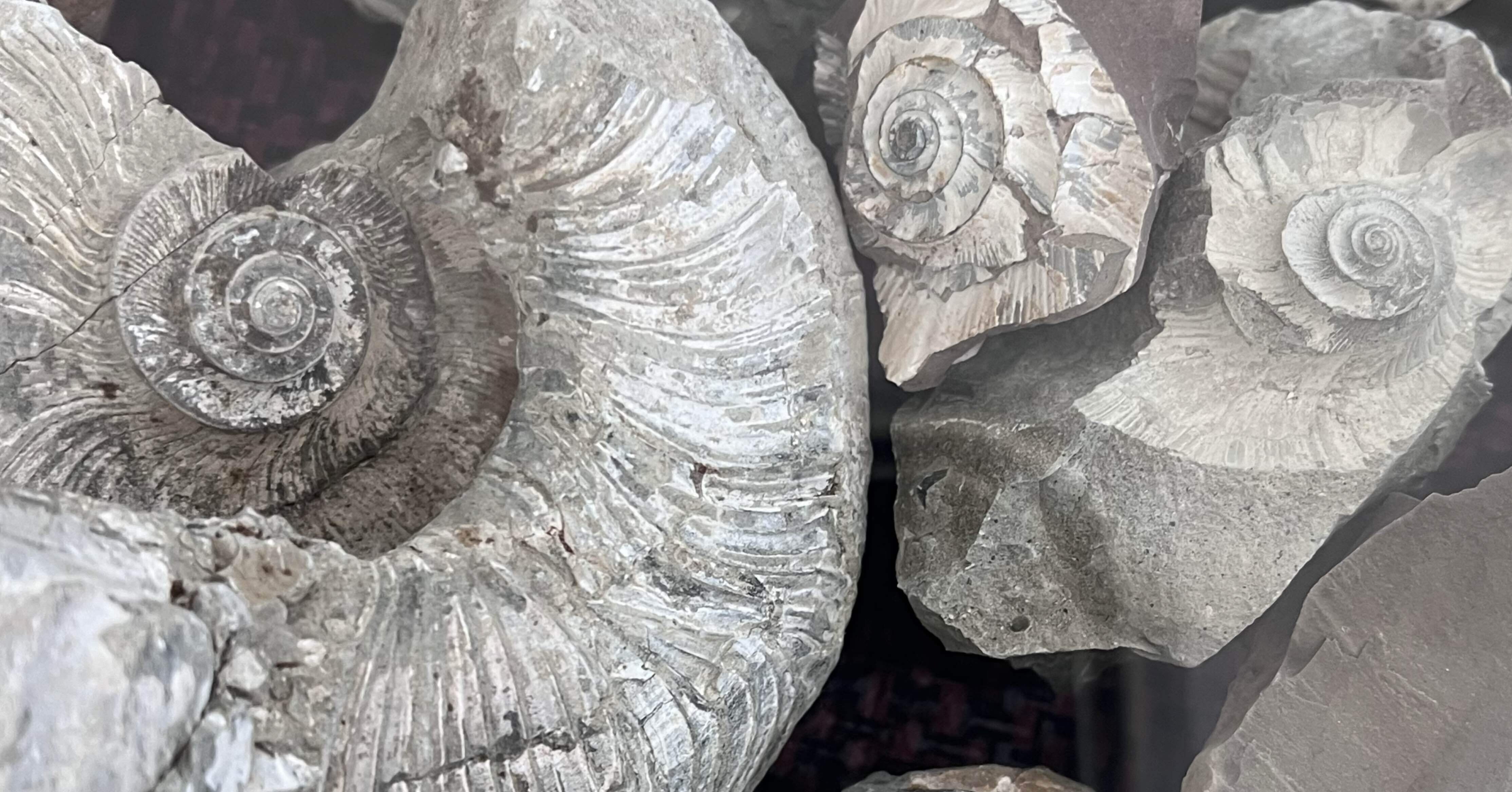 番外編】伊豆アンモナイト博物館｜オーロラ