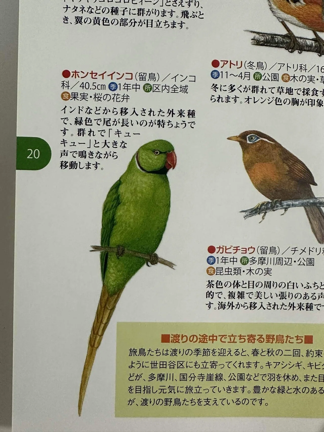 世田谷の高級住宅街を「住まい」に選んだインコの正体｜歩くTOKYO研究員