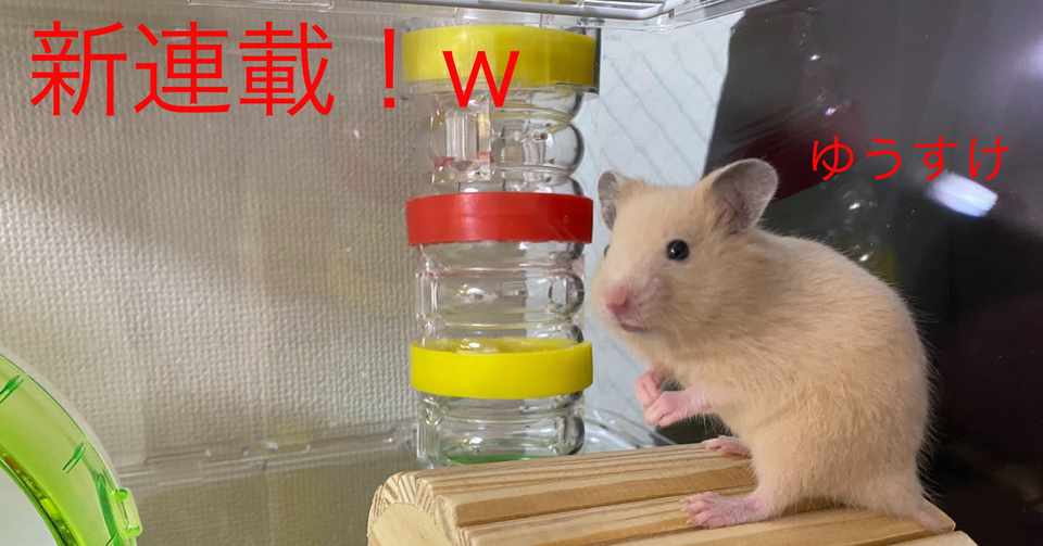 ハムスター飼育日記1日目 4 26 サトウショウヘイ Note