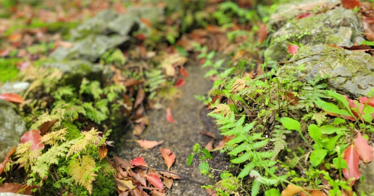 博士課程における「転石苔むさず」|Wataru