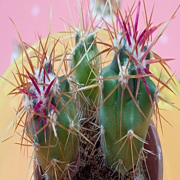 第三回｜サボテン栽培観察日記｜2025（3）｜阪 美黎