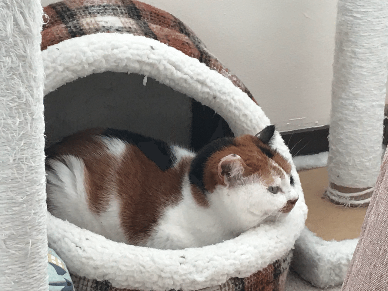 こねねここねこね 保護ねこカフェおむすび Note こねねここねこね 保護ねこカフェおむすび Note