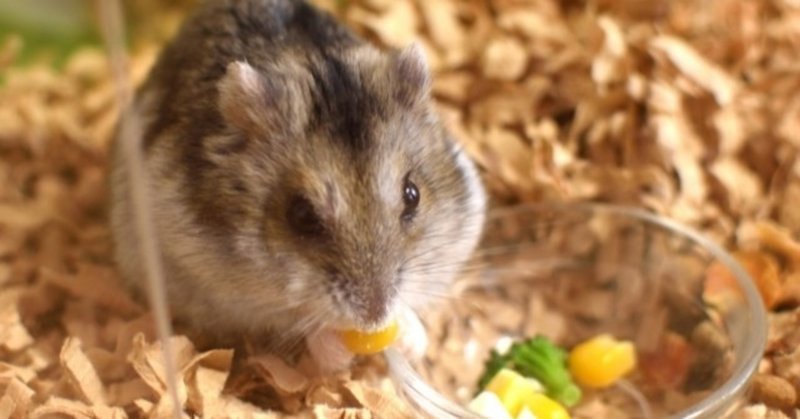 アルジャーノンに花束を 感想 Teto Note