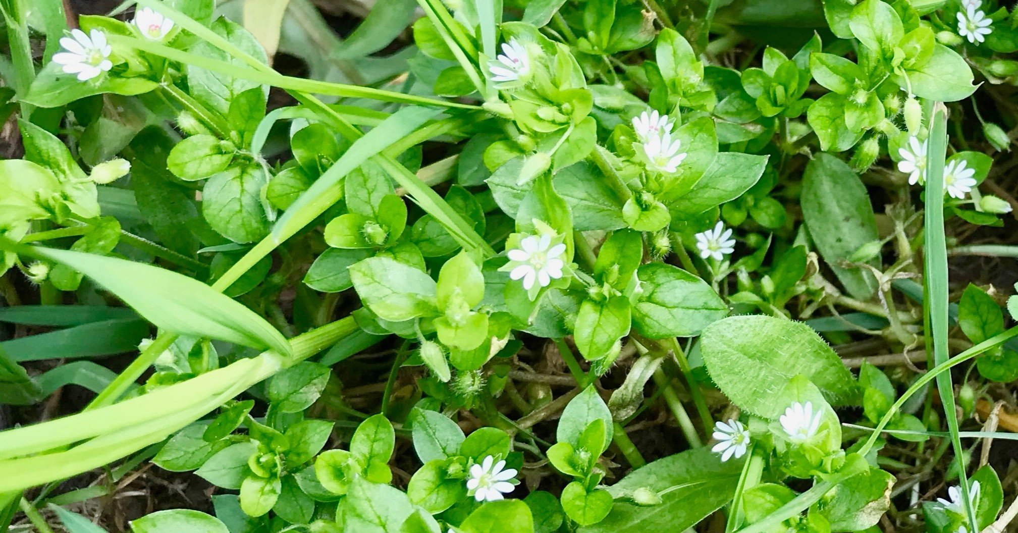 さすが春の七草 ハコベ チックウィード ヒガシリカ Note