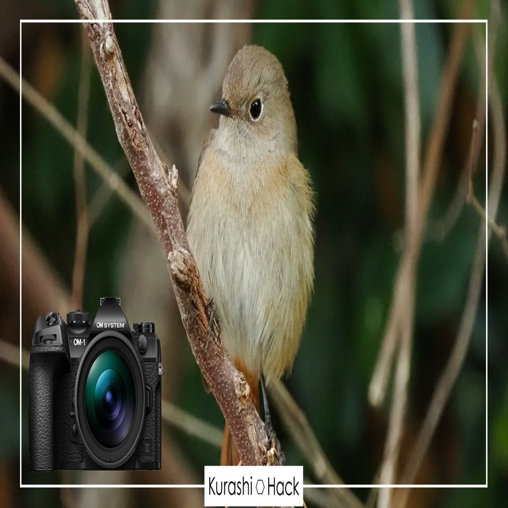 冬のアイドル登場！【OM-1 Mark II + 100-400mm II 実写レビュー