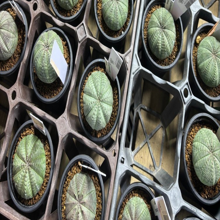 記録]オベサ67の成長記録（ウルトラ扁平さん）｜園芸バタフライ