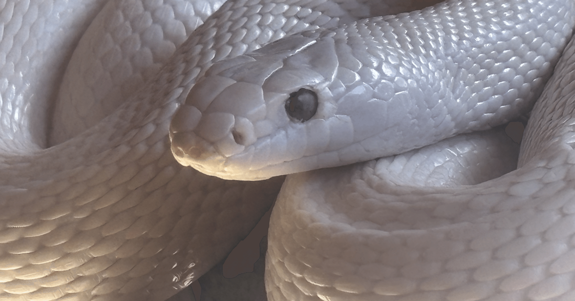 わかる日本の、左翼、社会主義、共産主義、リベラル｜mathematicsbuddhism