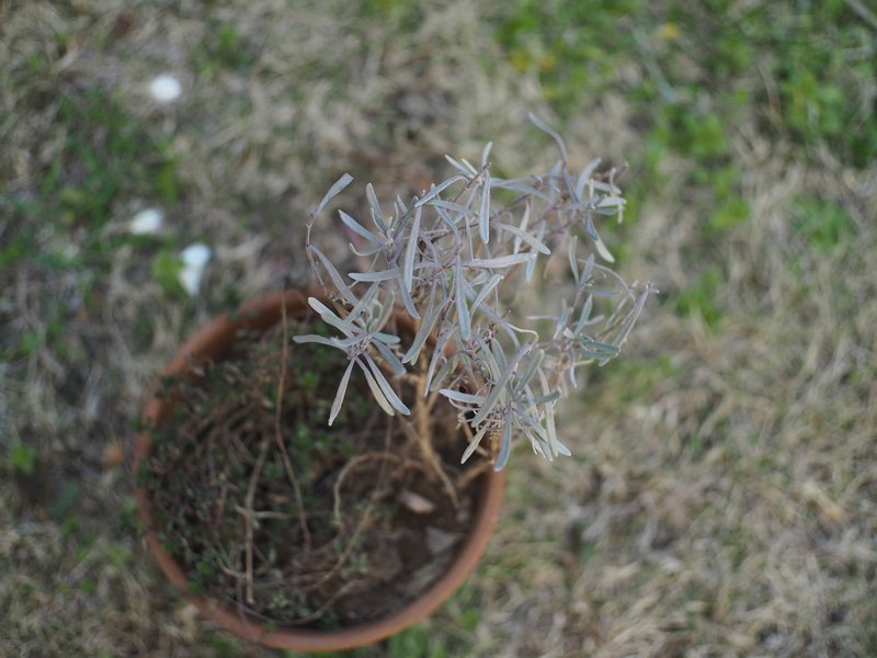 植物のお引越しの話 Kigi 波多野ゆふ Note