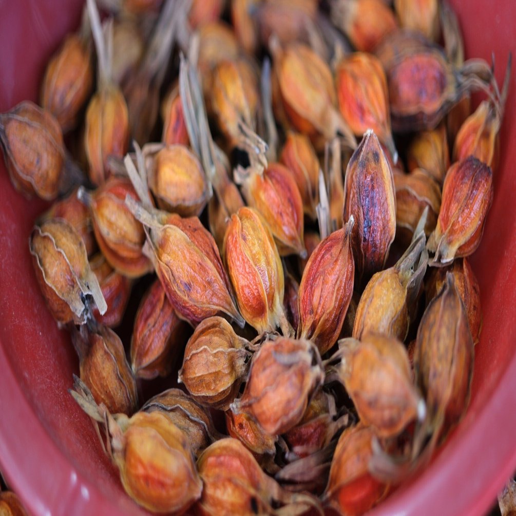 フジで味わえる美味しいAFツァイス Touit 32mm f1.8｜魚住謙介