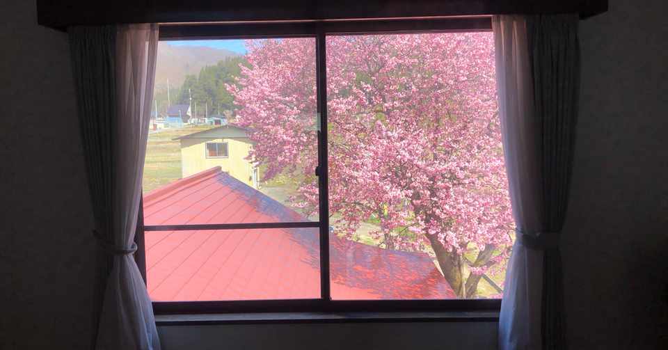 年4月17日 桜は年に一回花咲かす シマネコさん Note