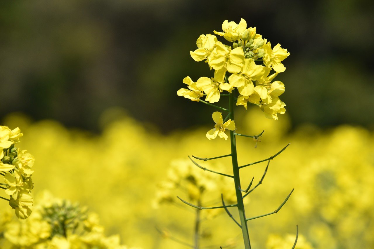 季節のお写真 菜の花 一生ジャイアンツ Note 季節のお写真 菜の花 一生ジャイアンツ Note