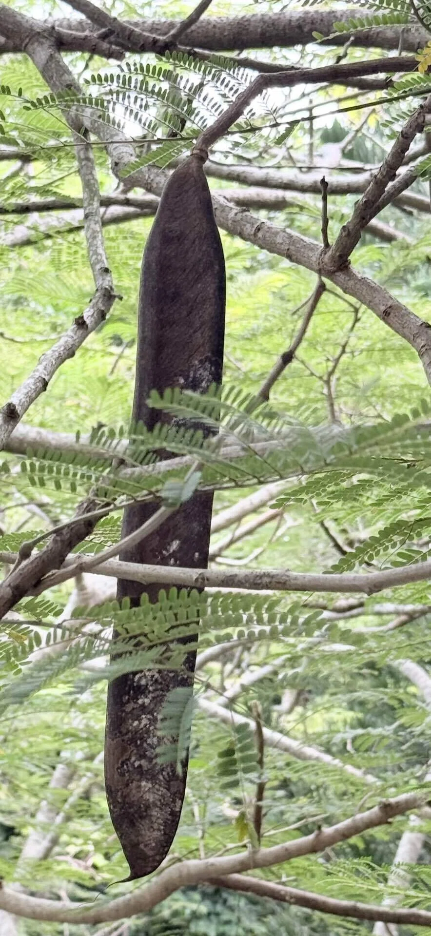 ホウオウボク 規格外の大きさのサヤを付けるマメ科の植物｜EGGSEED