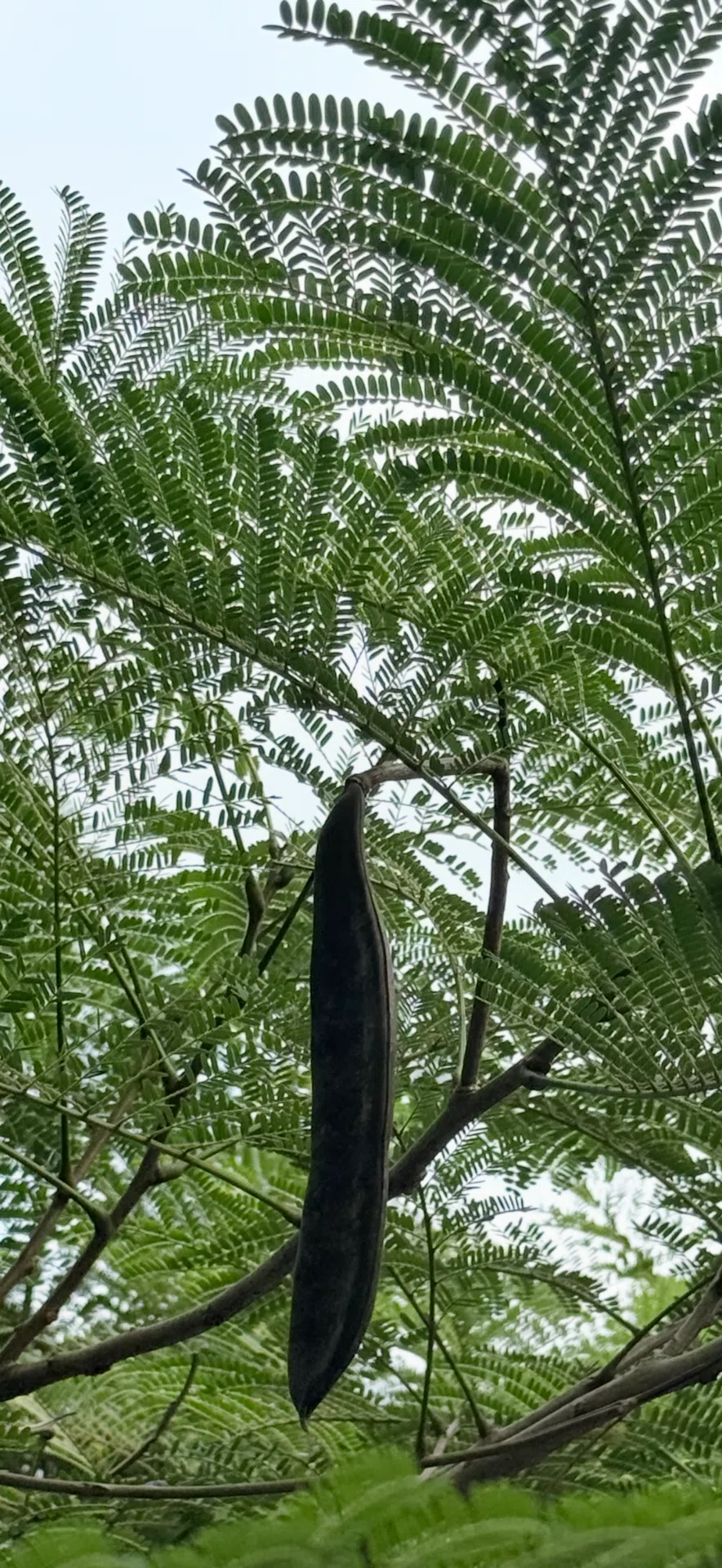 ホウオウボク 規格外の大きさのサヤを付けるマメ科の植物｜EGGSEED