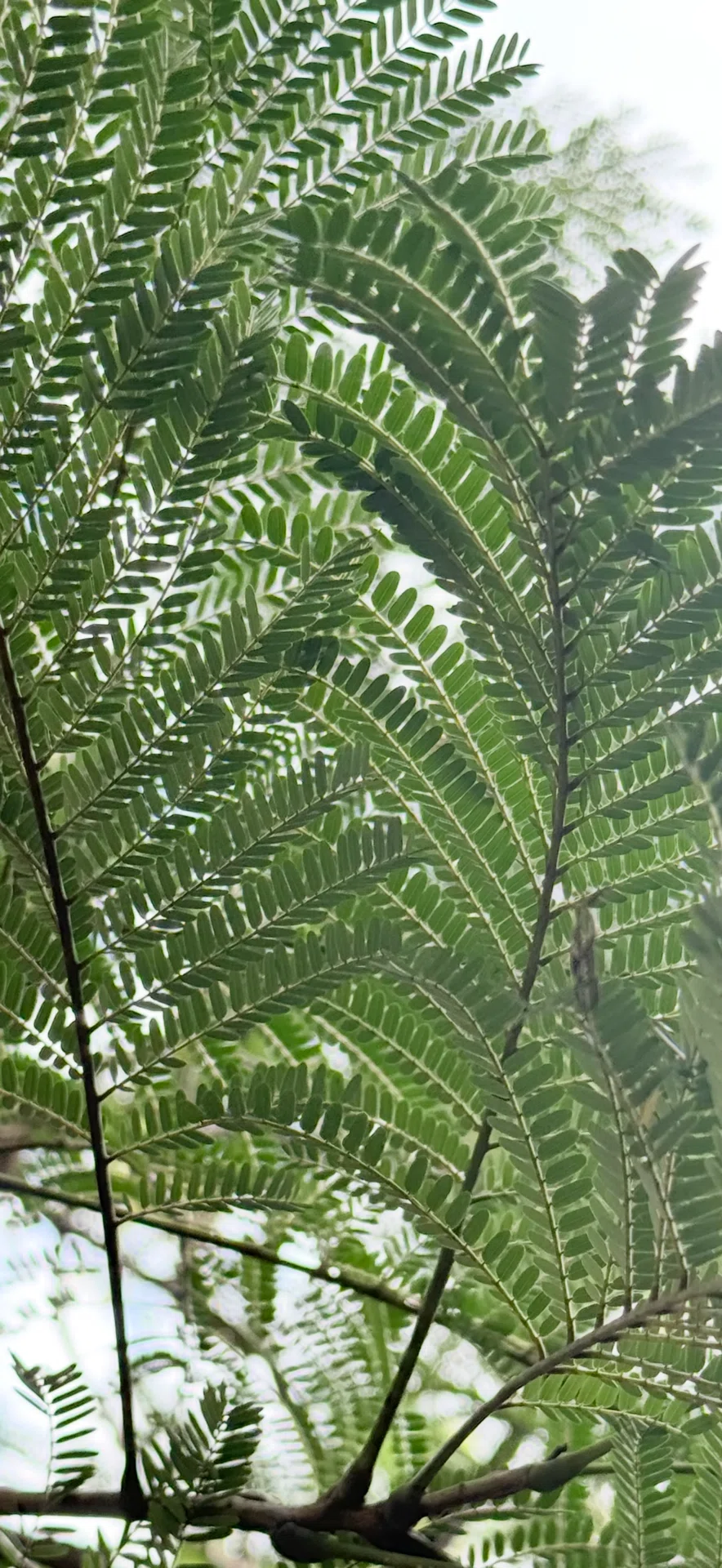 ホウオウボク 規格外の大きさのサヤを付けるマメ科の植物｜EGGSEED