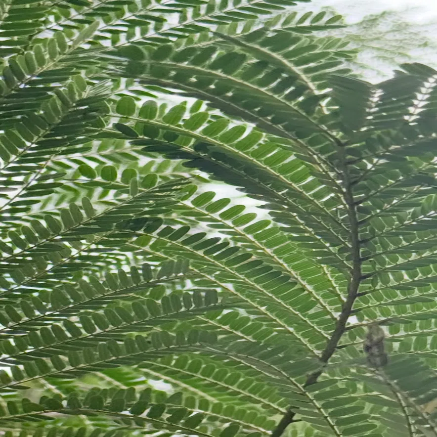 ホウオウボク 規格外の大きさのサヤを付けるマメ科の植物｜EGGSEED
