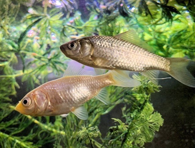 あつ森から学ぶ生物の話 フナとコイの違いは判れども フナとフナの違いは超難関 緑木リョク Note