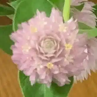 レリア