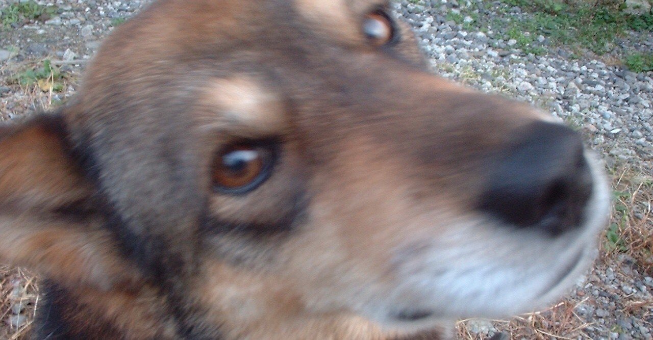 飼い犬は雑種ではなく四国犬だったのかもしれない Corobuchica Note