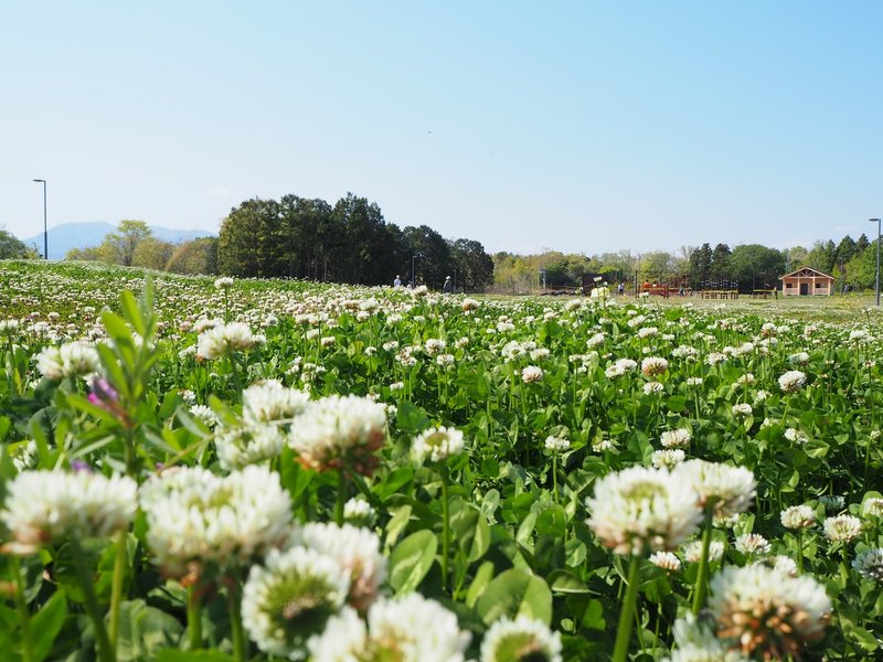 シロツメクサと蜂蜜 Moi Note シロツメクサと蜂蜜 Moi Note