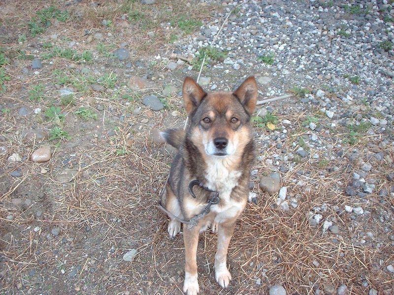 飼い犬は雑種ではなく四国犬だったのかもしれない Corobuchica Note