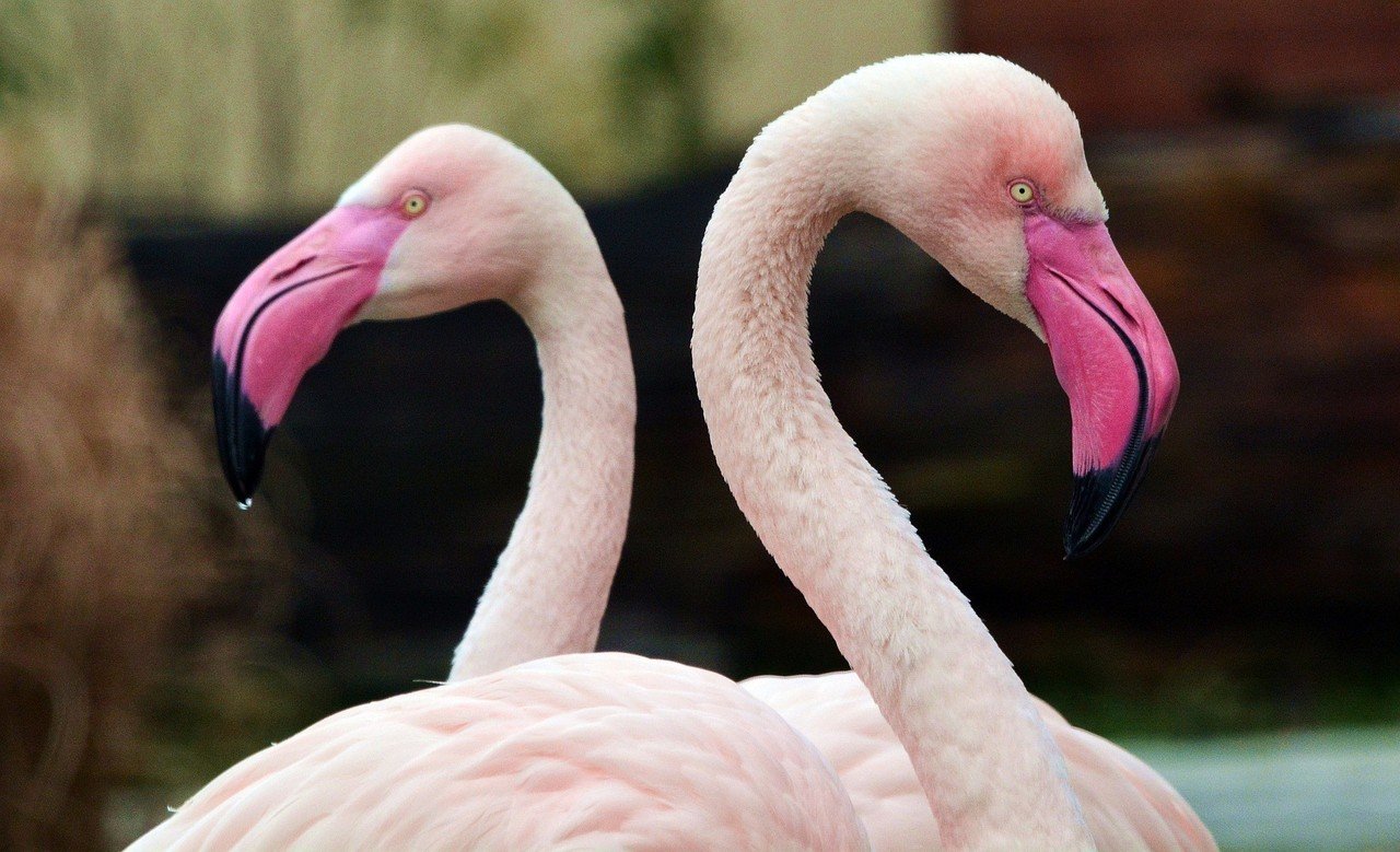 FLAMINGO」の人気タグ記事一覧｜note ――つくる、つながる、と