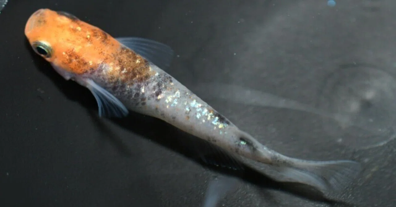 【凪メダカ】夜桜サファイアF1 親魚　現物 2026年のメダカ活指針｜夜桜三色サファイア・HAKU・初出店｜Swamp & Creek