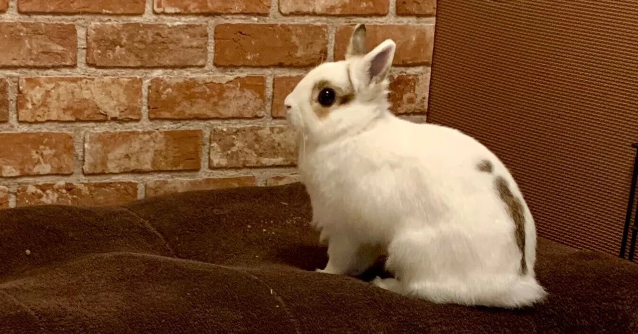 White Rabbit｜ram