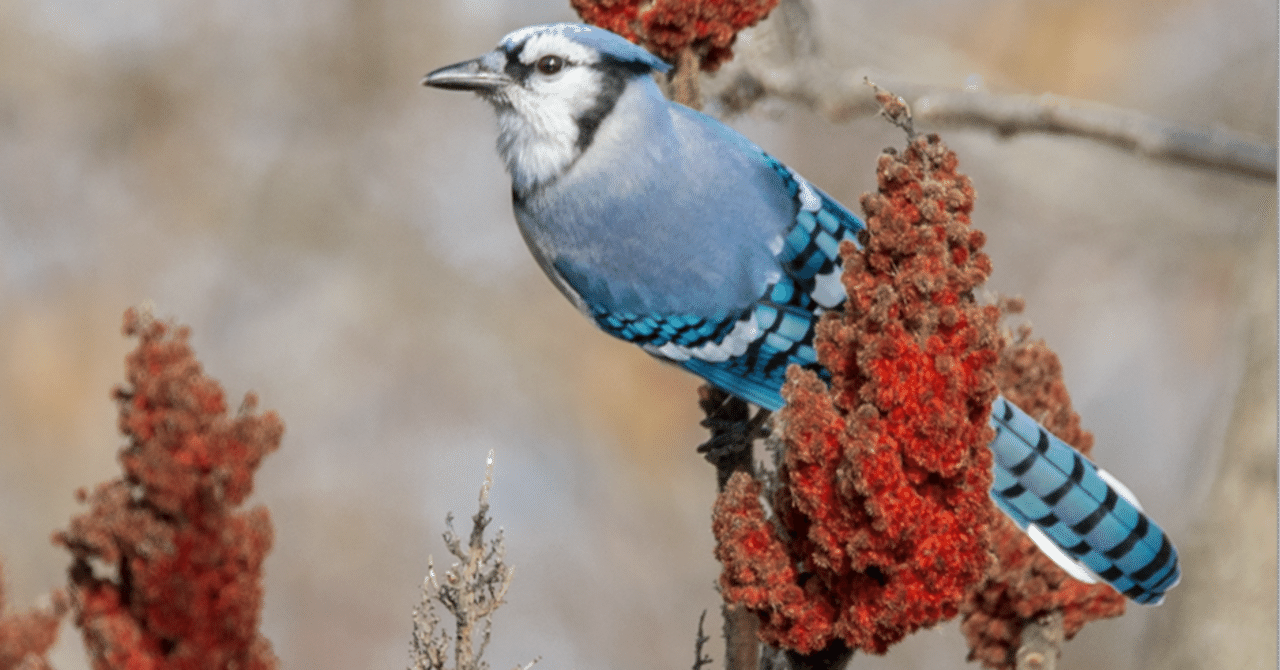 シカゴでバードウォッチング！】 鳥と野球｜ローリー