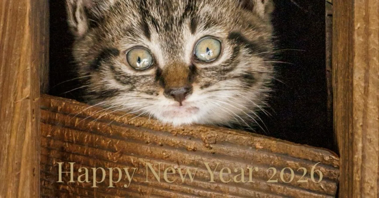 猫田 Happy New Year｜猫写真家 猫田晃広（Akihiro Nekota）