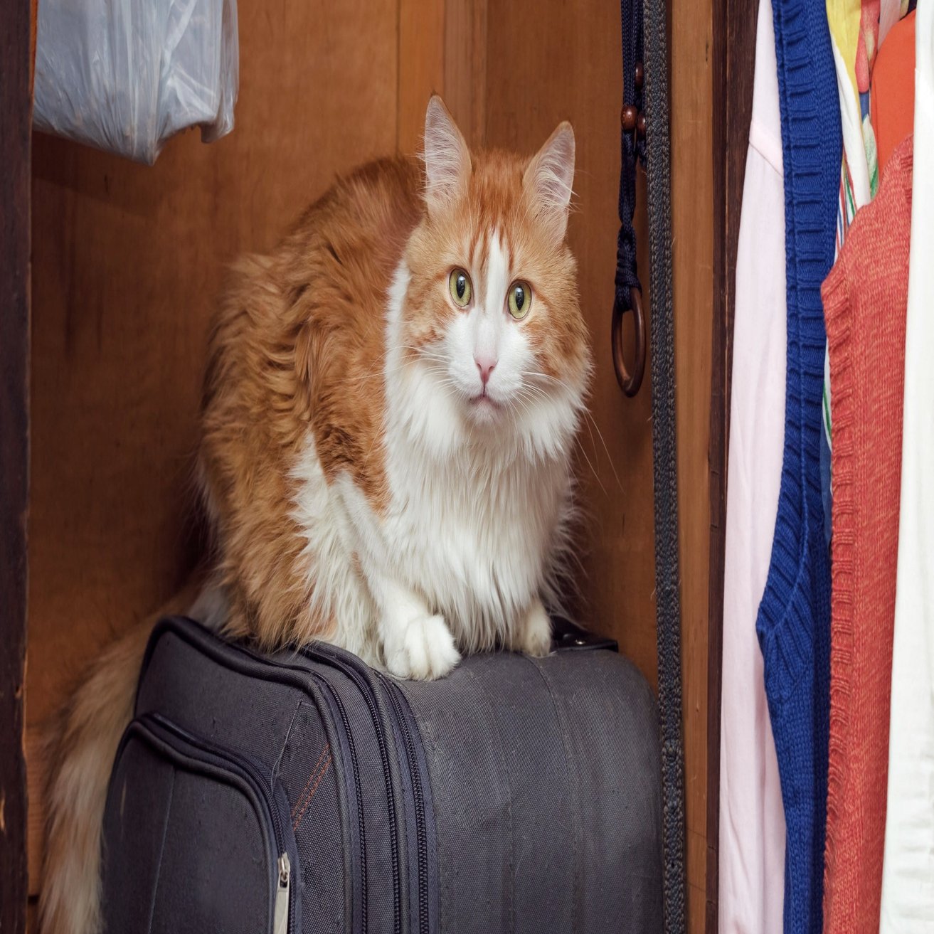 便利 使わないときの スーツケースの意外な使い方 エース Ace Co Ltd