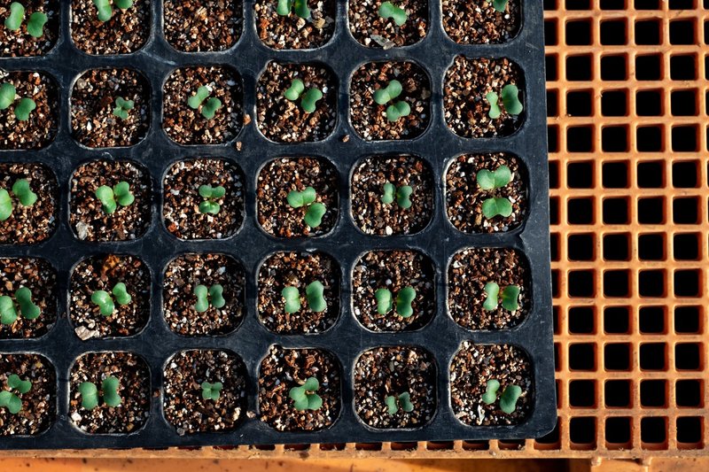 About Kale Farm Yosuke Furumori Note