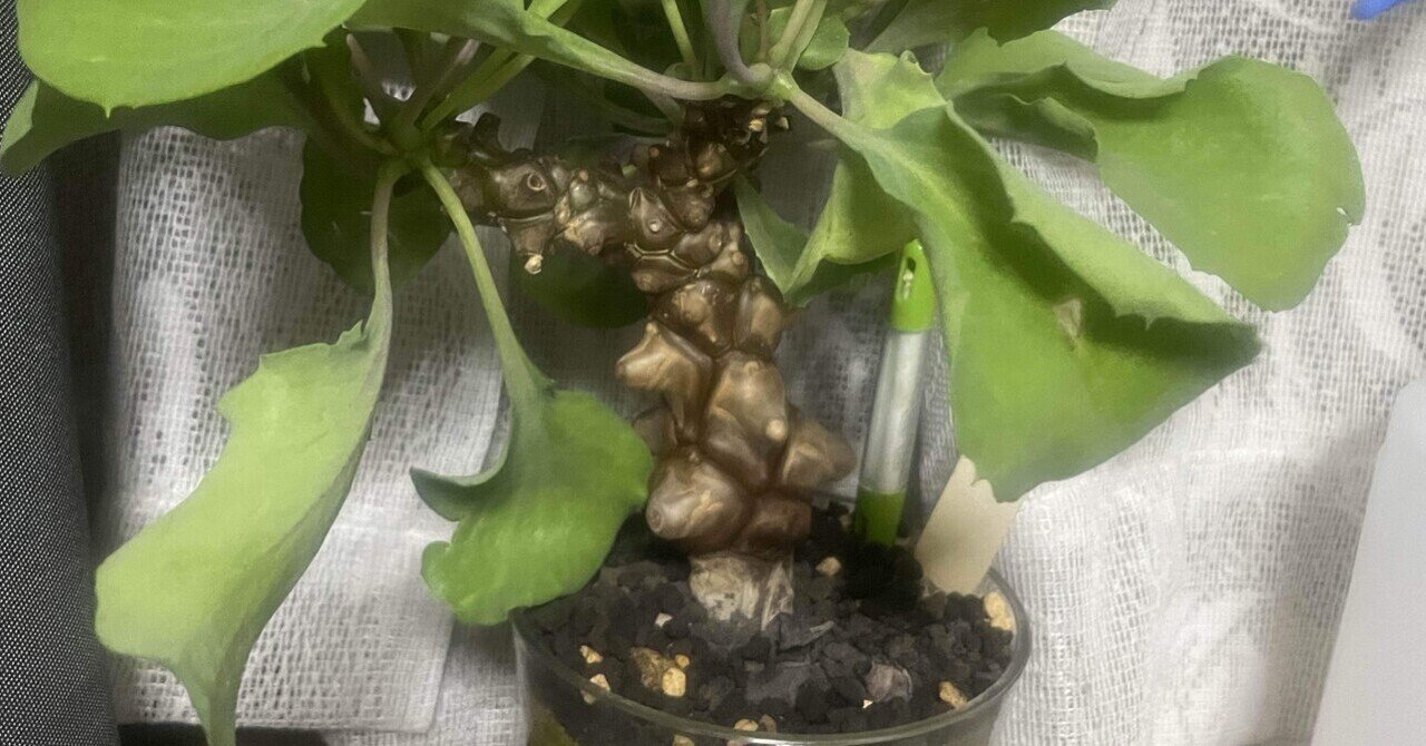 塊根植物育成 その1 オトンナヘレイ｜コーデックス ファンクラブ🌈🌈🌈