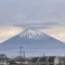 囮