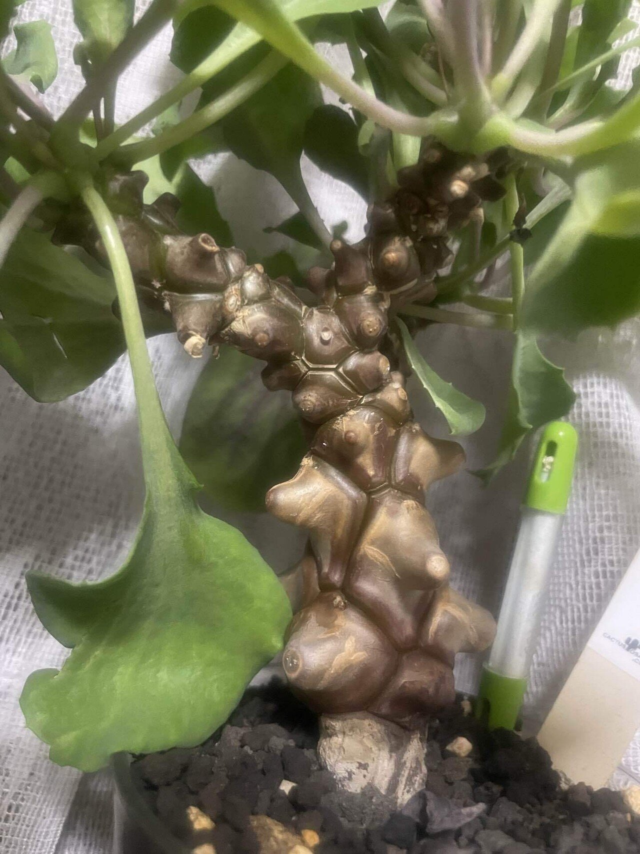 塊根植物育成 その1 オトンナヘレイ｜コーデックス ファンクラブ🌈🌈🌈