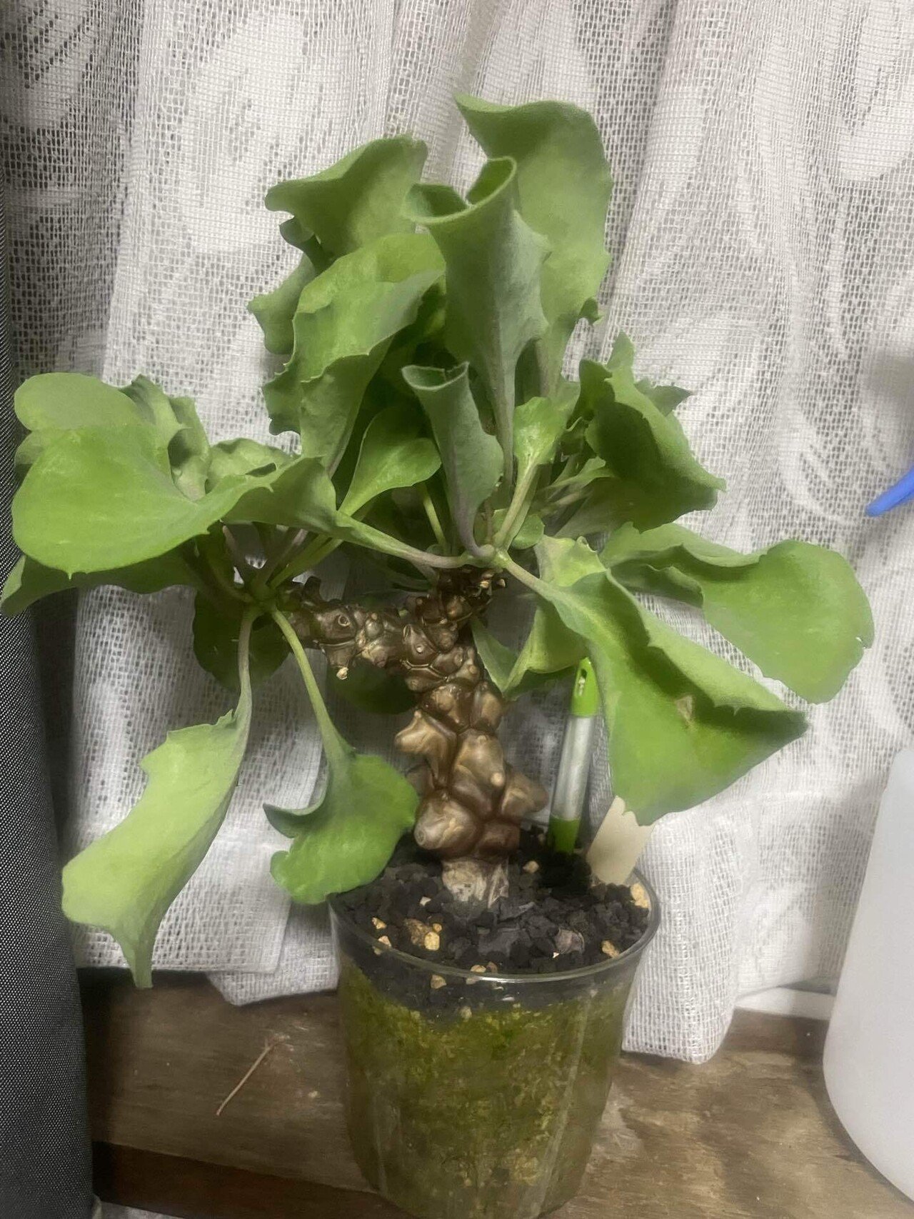 塊根植物育成 その1 オトンナヘレイ｜コーデックス ファンクラブ🌈🌈🌈