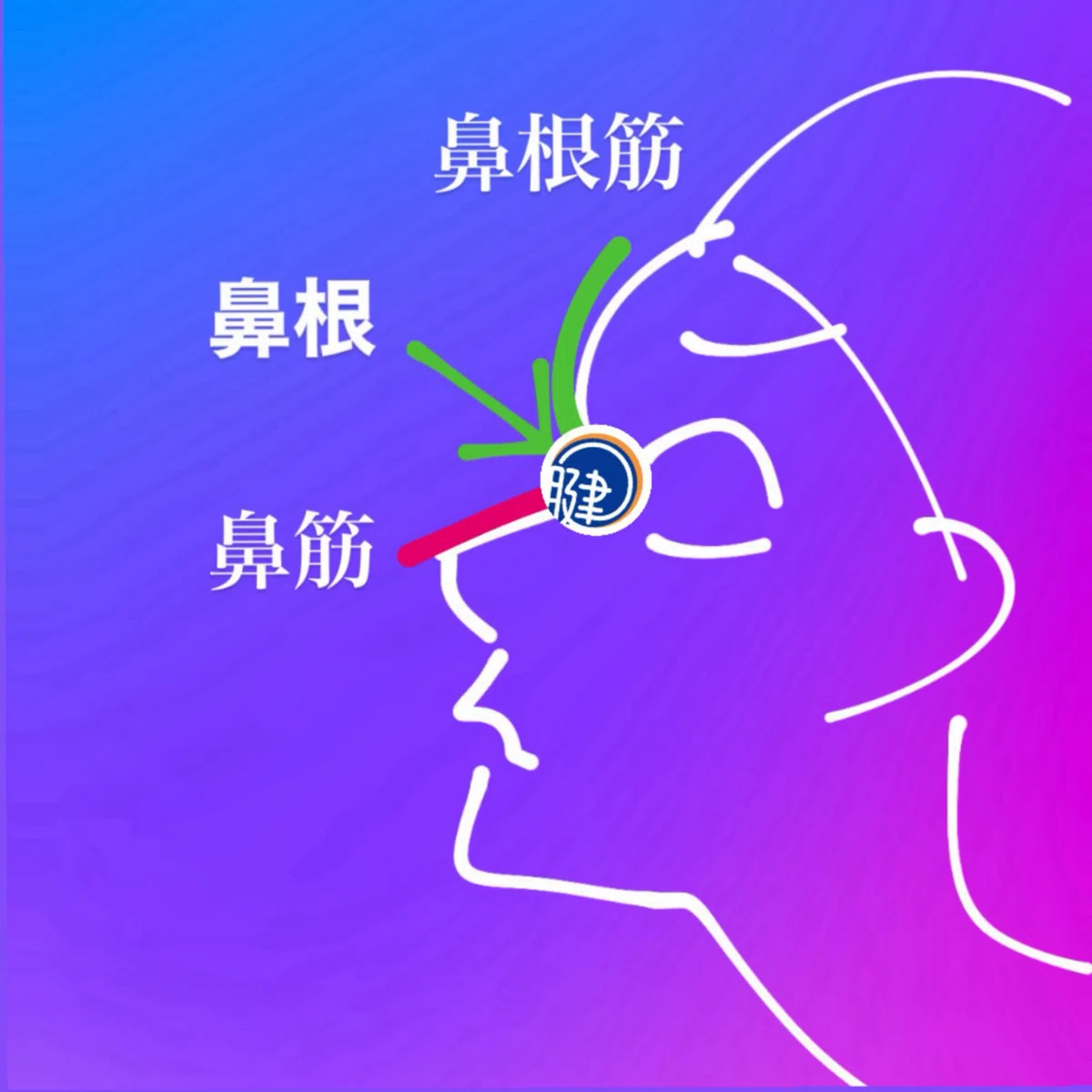 ♯1顔を整えたい人がすぐにやるべき「鼻根」意識|腱で体を目覚めさせる・横手さだひさ
