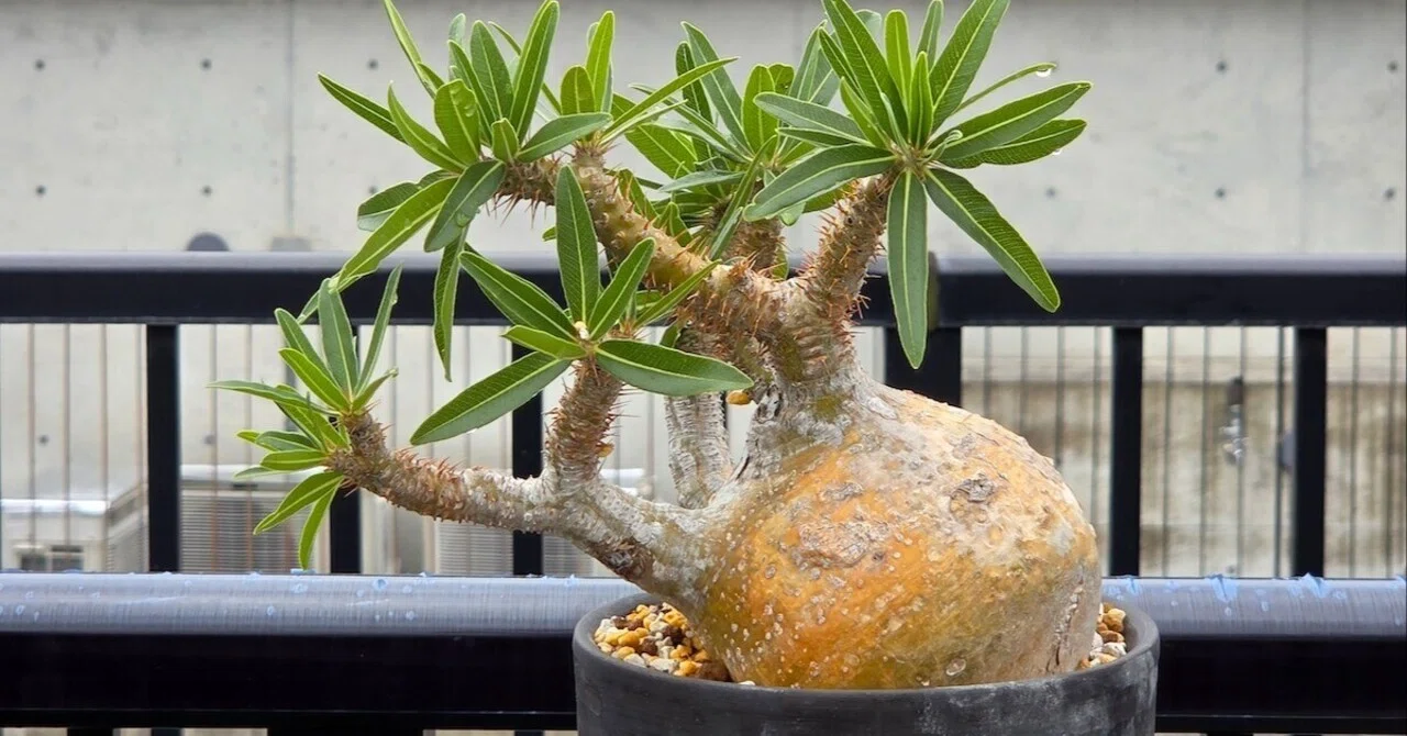 OUTGROW]もう植物を枯らさない。スマホ連携で水やりを管理する製品開発