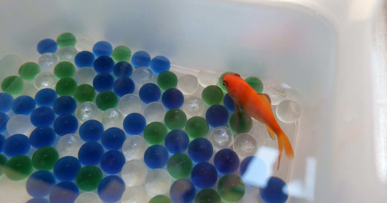 いつか迎える死のための 25 金魚を殺したのは私だ 渋谷ゆう子 Note いつか迎える死のための 25 金魚を殺したのは私だ 渋谷ゆう子 Note