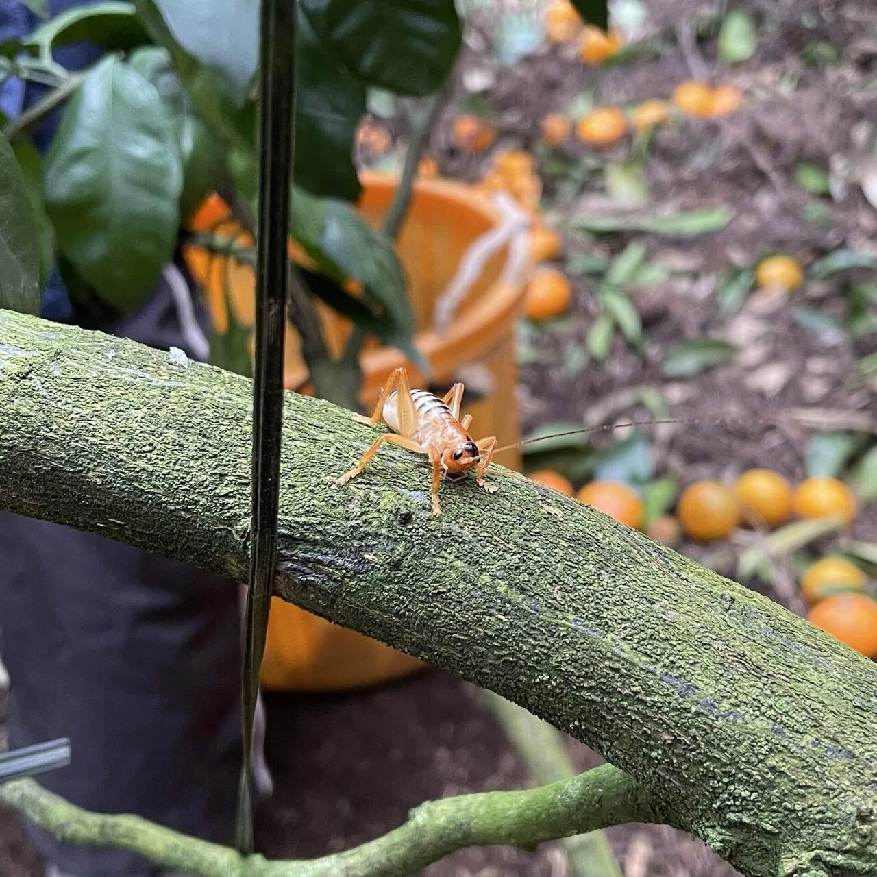 みかんバイターの日常 害虫編｜ピカロネス子