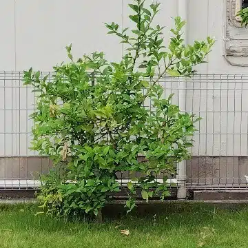 回る鶏