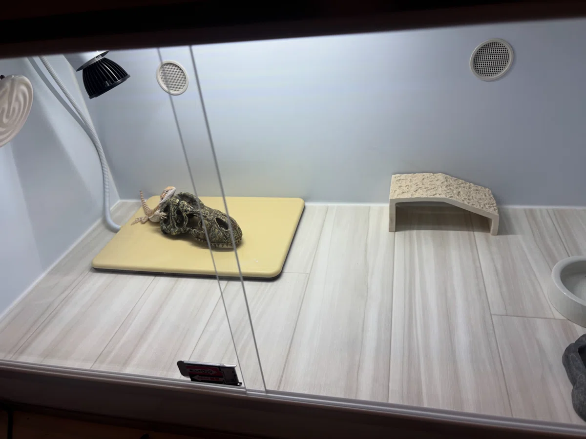 Recommended Cage Size for Bearded Dragons｜フトアゴのぷく/るん
