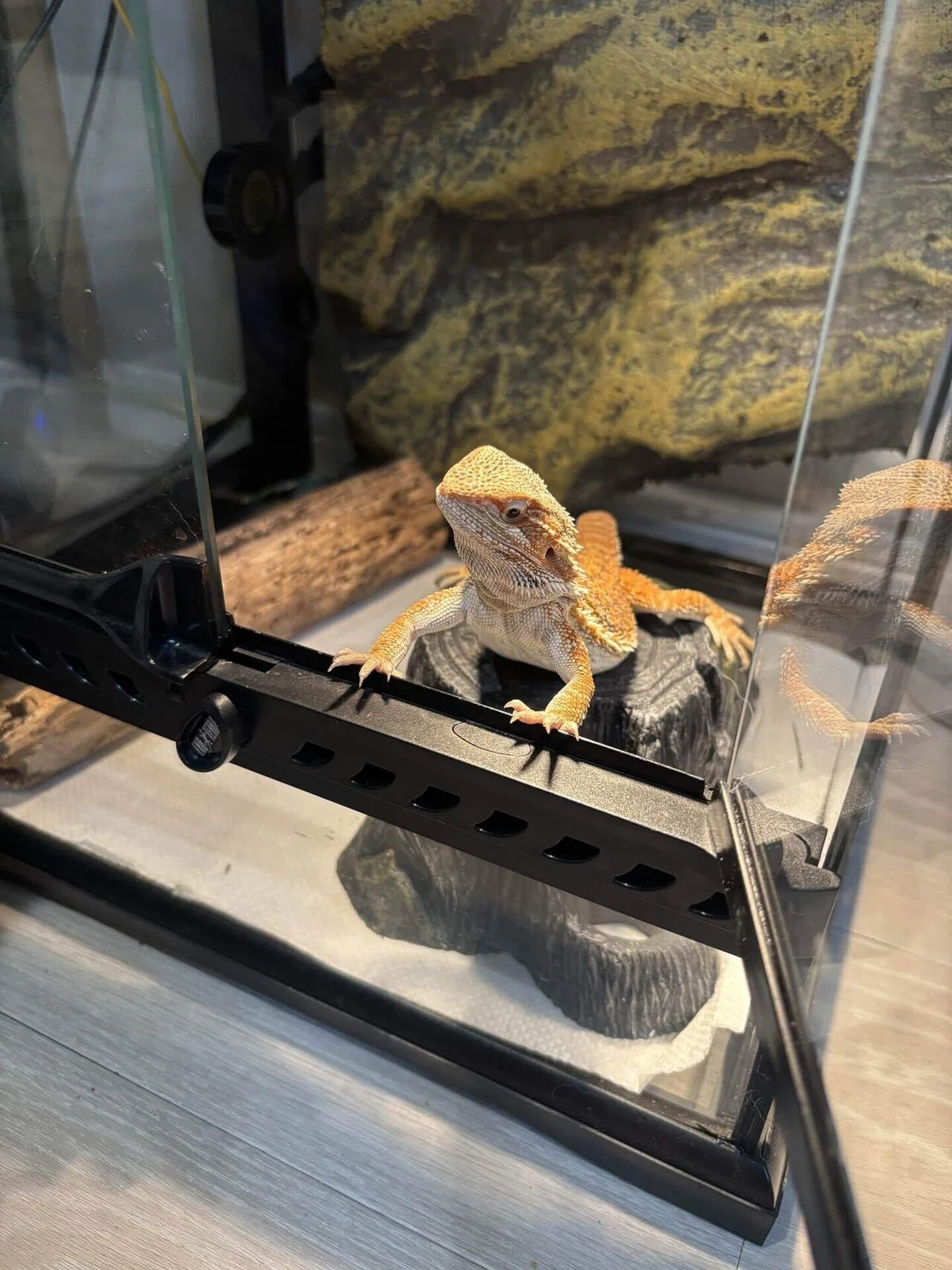 Recommended Cage Size for Bearded Dragons｜フトアゴのぷく/るん