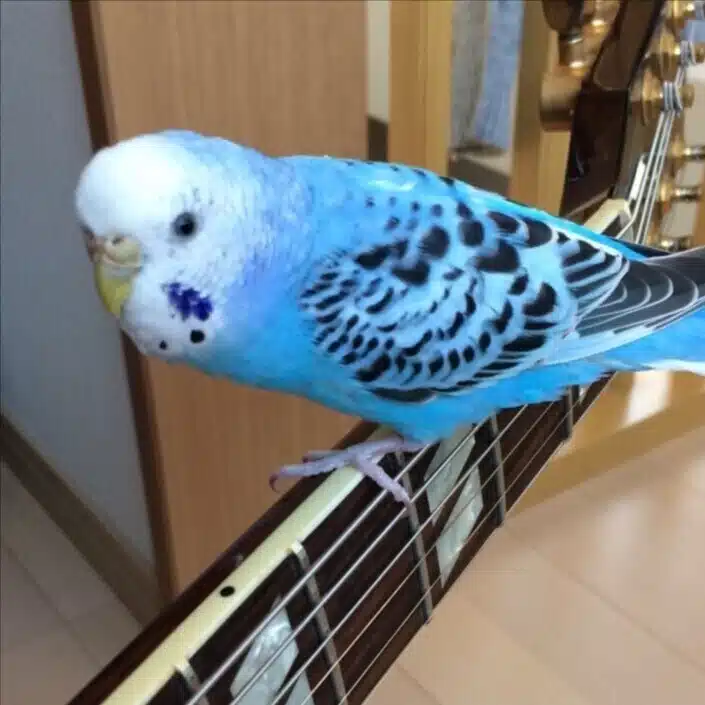 BlueGuitar