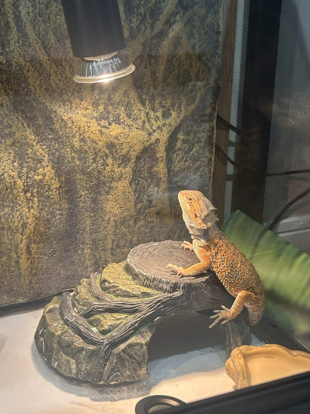 Recommended Cage Size for Bearded Dragons｜フトアゴのぷく/るん