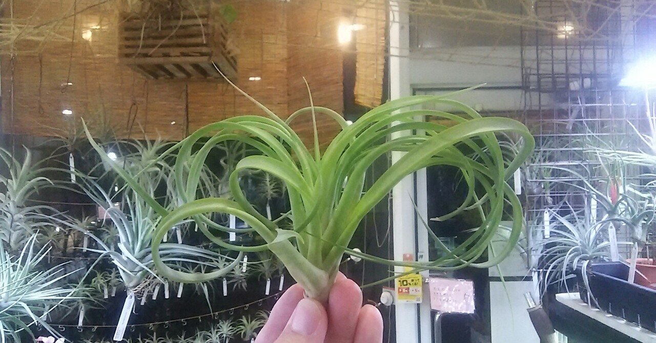 チランジア入荷リスト4/22｜NatureGarden🌿神田