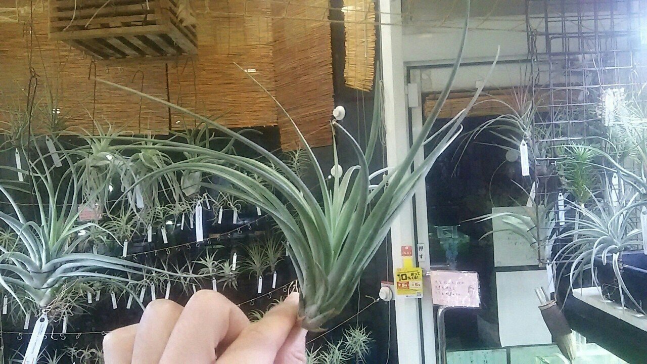 巨大種) チランジア ファシクラータ x カプトメデューサ 子株つき