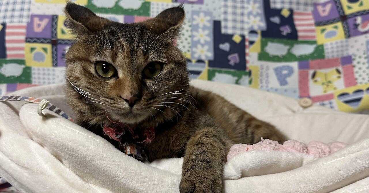 猫アレルギーは辛いっていう話｜yudai.murayama / GEN tube