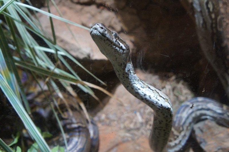 土日おすすめ 人生で1度はヘビを首に巻いて 写真を撮りたいと思っているあなたに 体感型動物園izoo ゆう 旅 写真 Note 土日おすすめ 人生で1度はヘビを首に巻いて 写真を撮りたいと思っているあなたに 体感型動物園izoo ゆう 旅 写真 Note