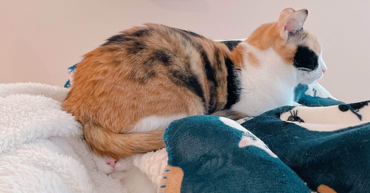 犠牲者1匹」2026/01/01（木）｜ぼんちゃん